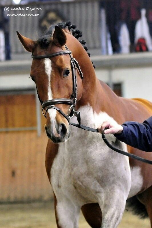 Swedish Warmblood Stallion - Lorando B